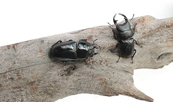 【野外品】滋賀県オオクワガタWD特大サイズ 野外品】滋賀県オオクワガタWD特大サイズ 野外品】滋賀県